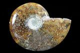 Polished, Agatized Ammonite (Cleoniceras) - Madagascar #75975-1